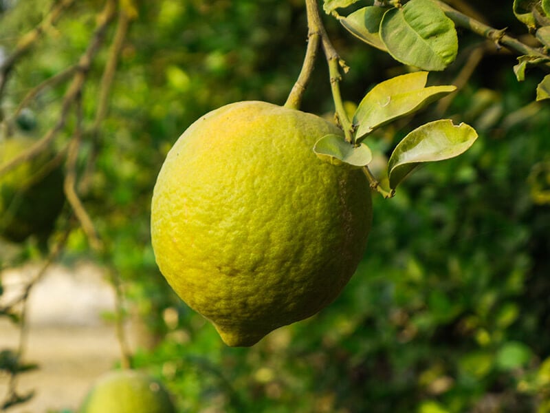 Ponderosa Lemons