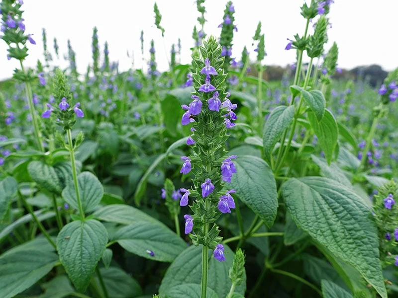 Purple Chia Flowers