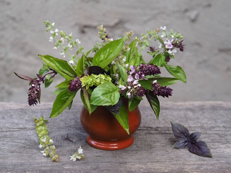 What To Do With Basil Flowers 11+ Amazing Uses 2023
