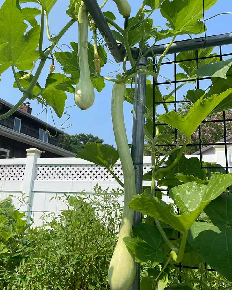 Rampicante Zucchini