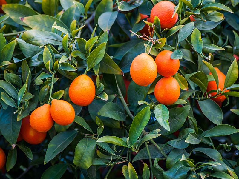 Rangpur Lime Citrus Fruits