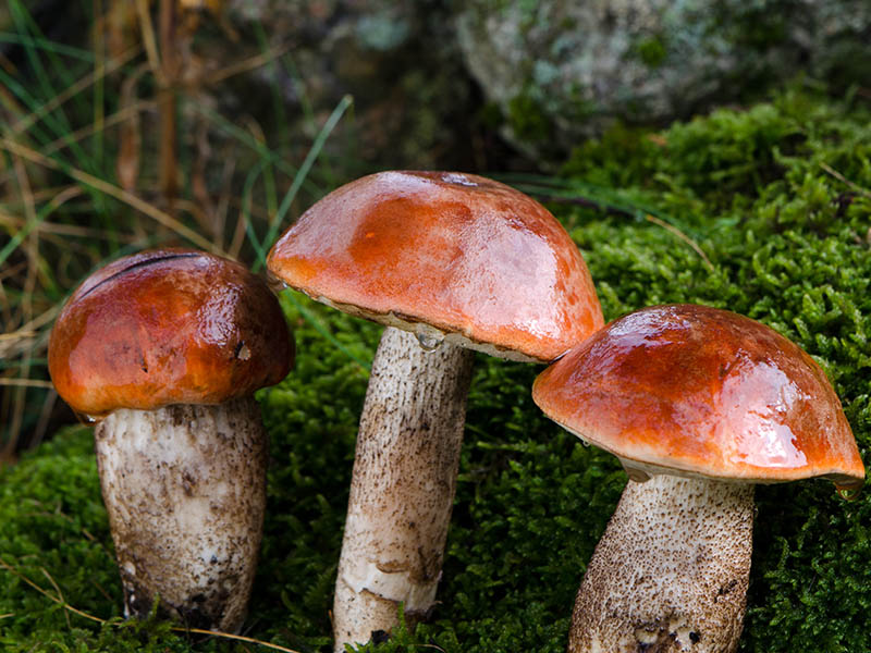 Red Capped Scaber Stalk Mushroom