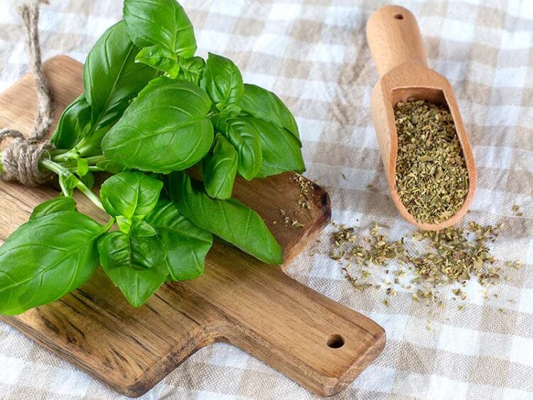 Fresh Basil vs. Dried Basil Key Differences and Uses in 2024