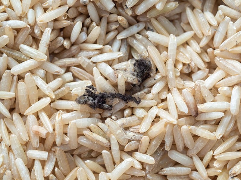 Rice Has Gone Bad