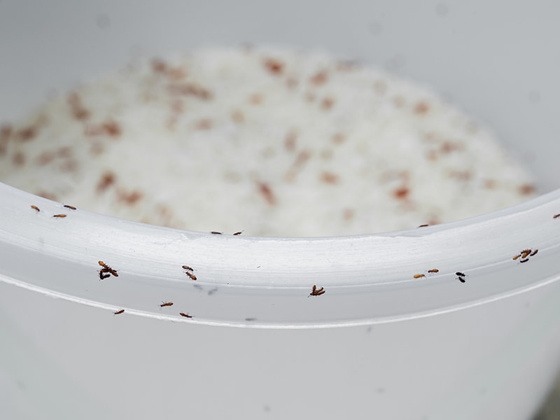 Rice Weevils