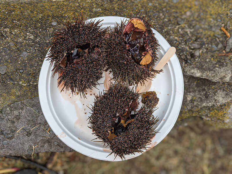 Sea Urchin Kina Freshly