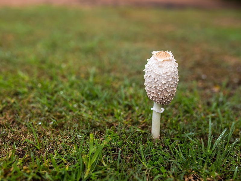 Shaggy Mane Mushrooms