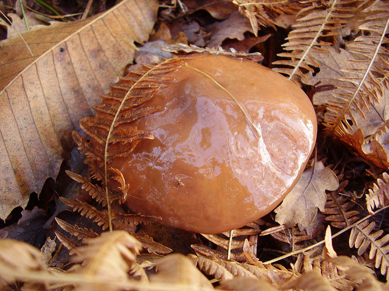 Slippery Jack Mushrooms