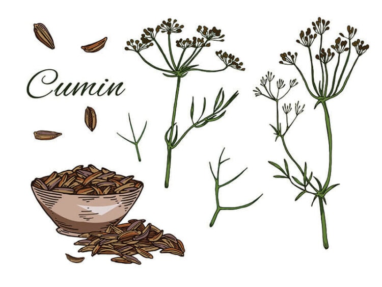 5 Types of Cumin to Discover in 2024