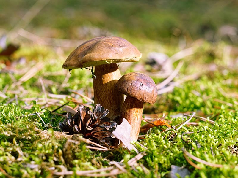 Spring King Bolete Mushrooms