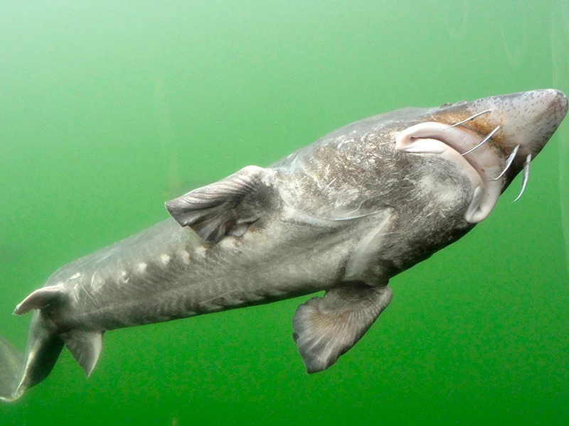 Sturgeon Species