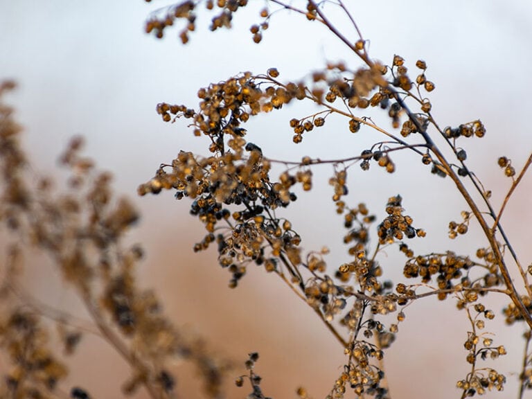 Fresh Tarragon vs. Dried Tarragon What Every Cook Needs to Know 2024