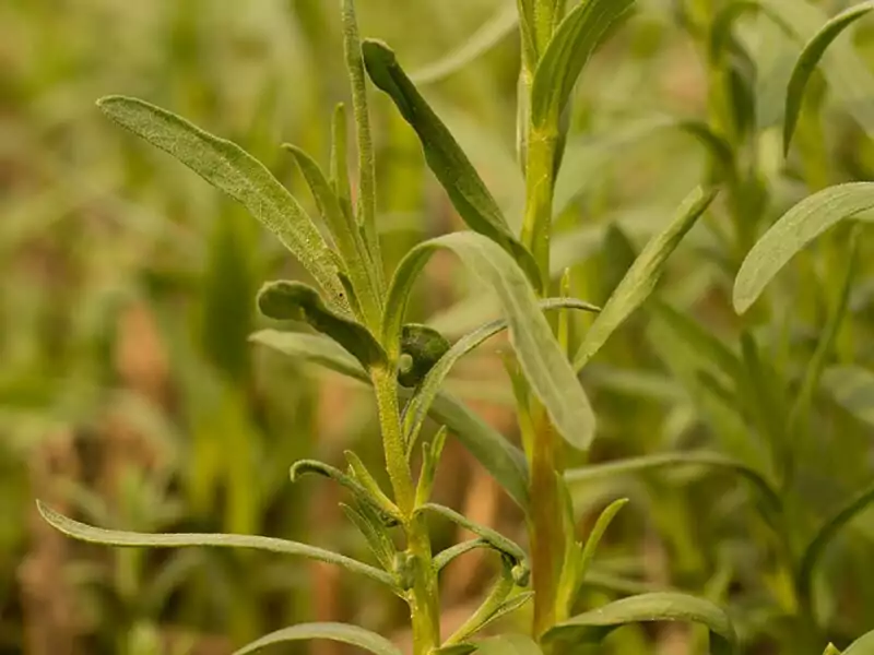 Tarragon Perennial Plant