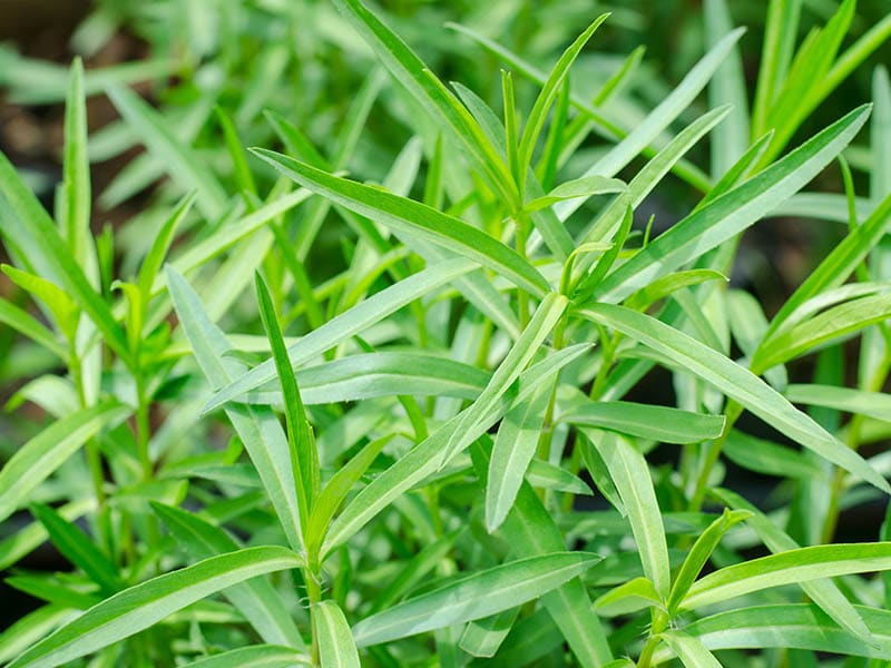 Tarragon Plant