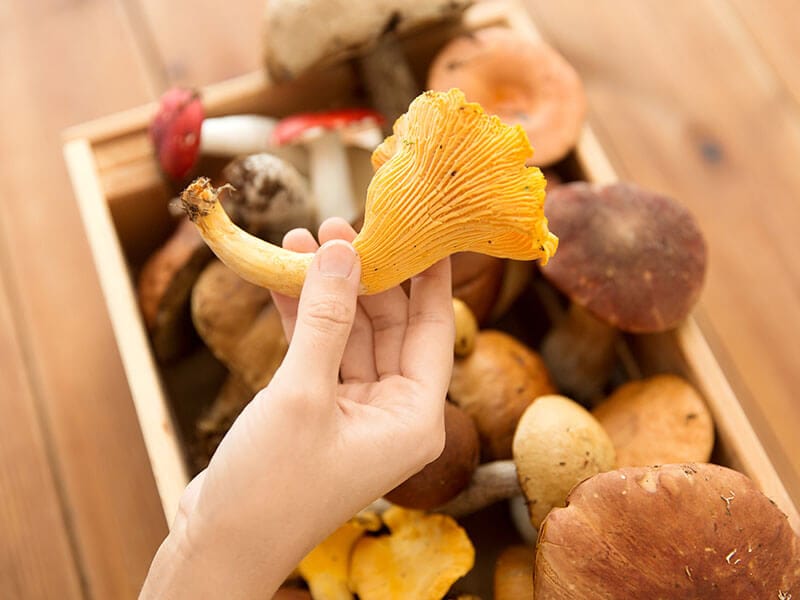 Taste Of Mushrooms