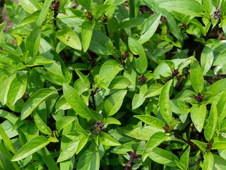 Basil Vs. Mint Differences You Have To Know 2023