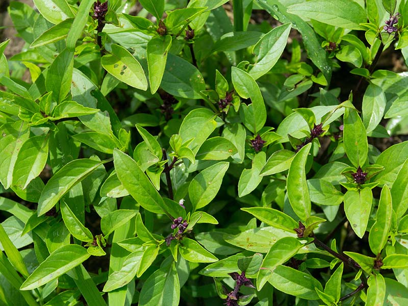 Thai Basil