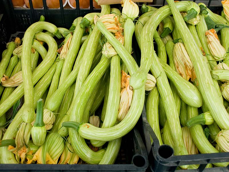 Tromboncino Zucchini
