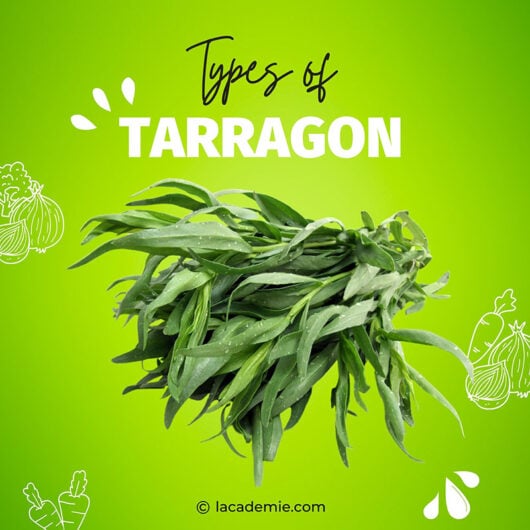 3 Tarragon Varieties A Comprehensive Guide for Food Lovers 2024