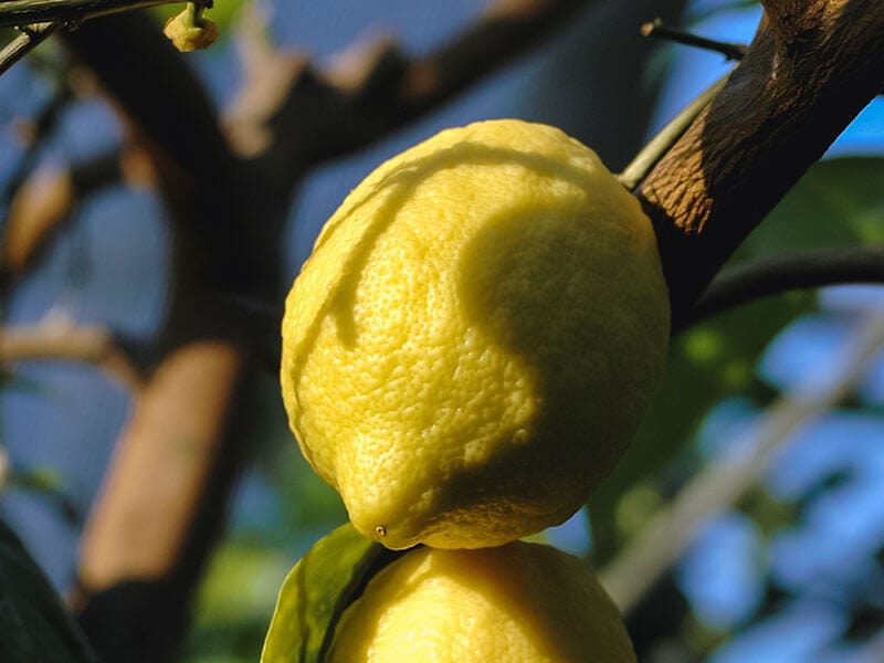 Villafranca Lemons