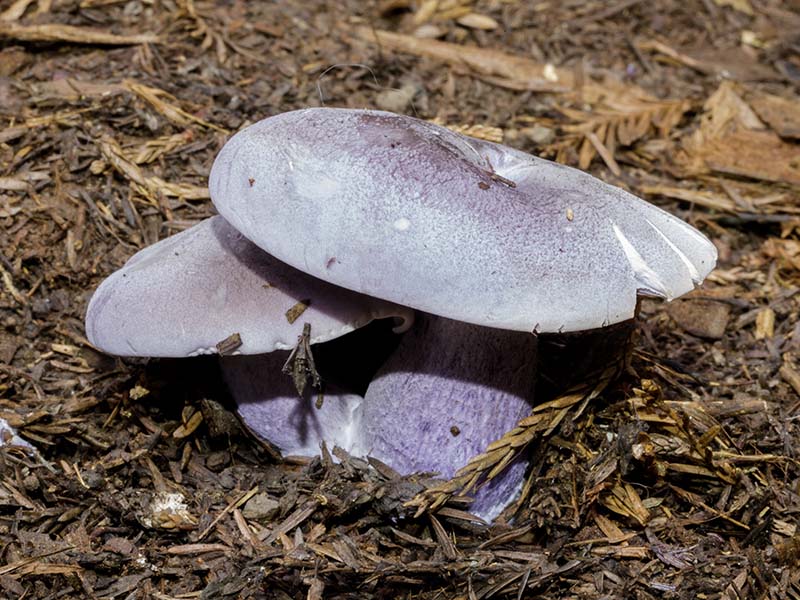 Wood Blewit Mushrooms