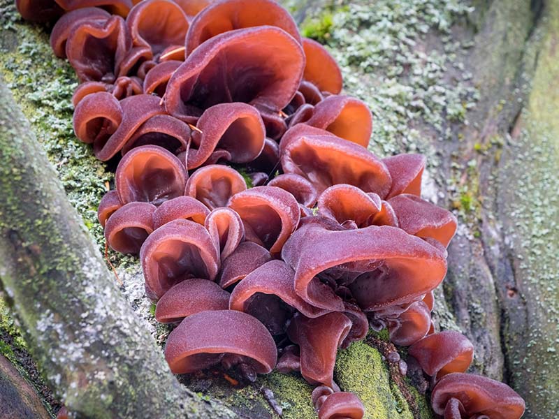 Wood Ear Mushrooms