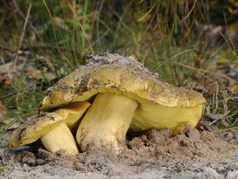 Yellow Knight Mushrooms