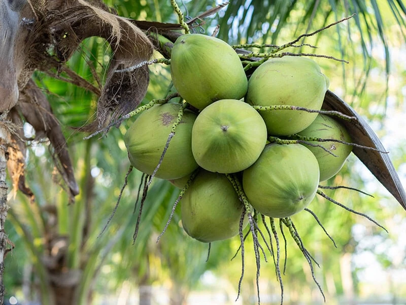 Young Coconut Tree