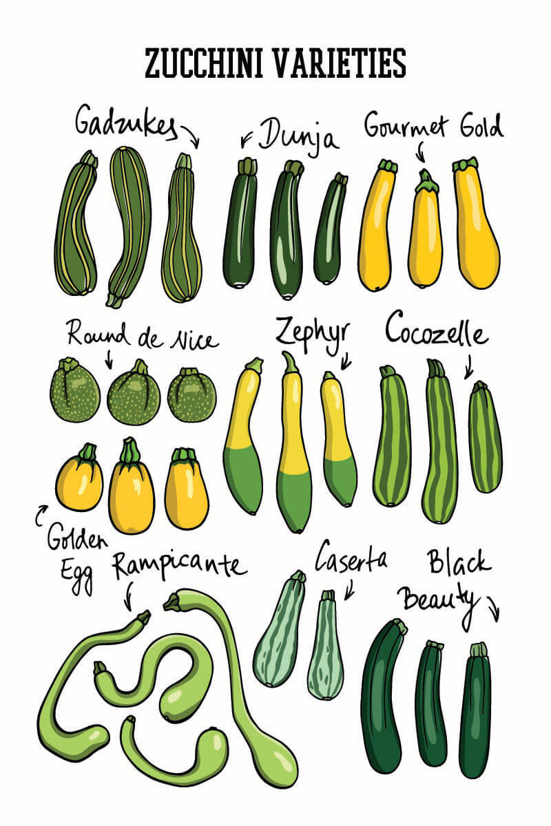 Zucchini Is Common Vegetable