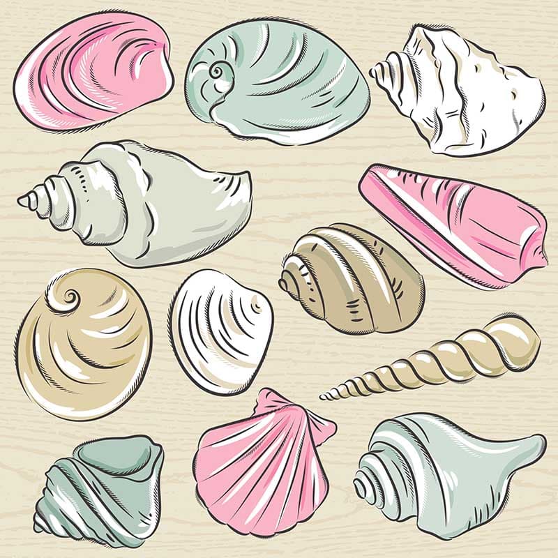 About Clam Types