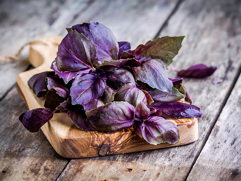 Basil Is Beautiful Purple Shade