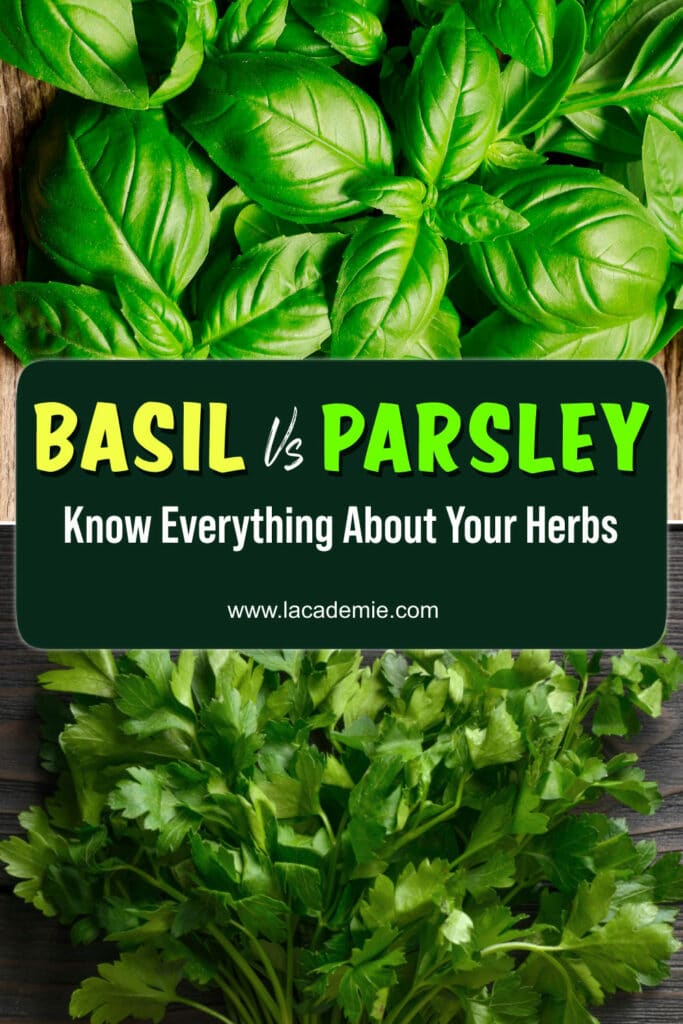Basil Vs Parsley