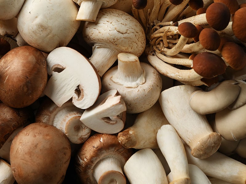 Believe Mushrooms