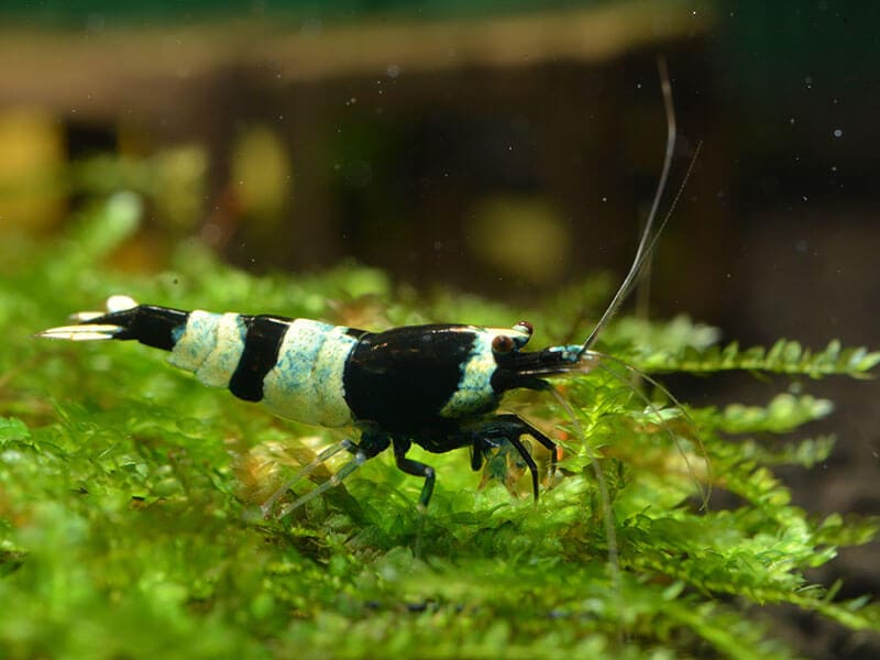 Black King Kong Panda Shrimp