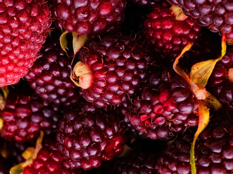 23 Popular Spanish Fruits to Savor in 2024