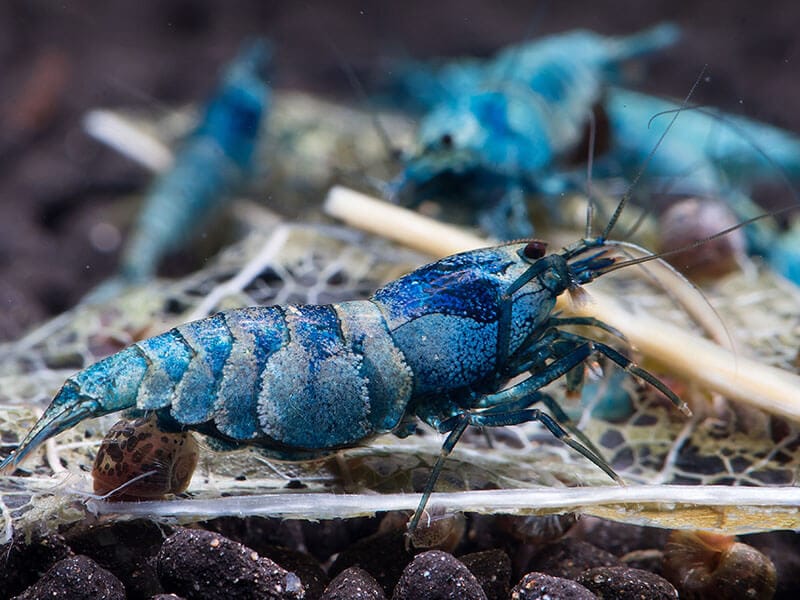 Blue Bolt Shrimp