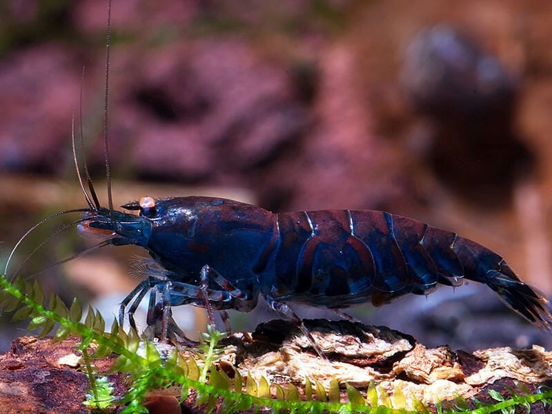 Blue Tiger Shrimp