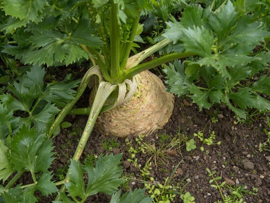 15 Celery Varieties: Detailed Guide to Explore