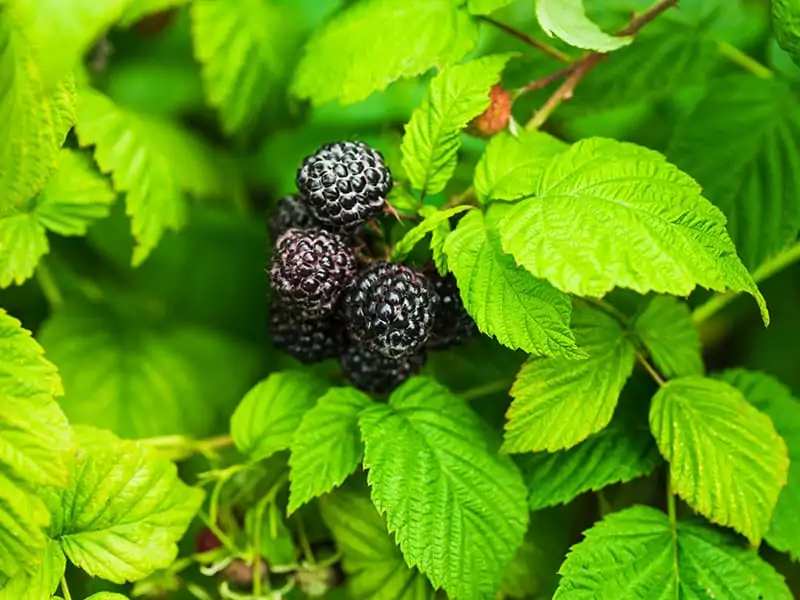 Bristol Black Raspberry Plant