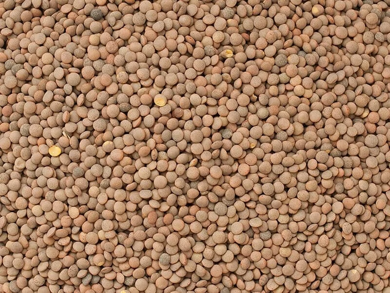 Brown Lentils