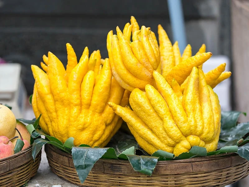 Buddhas Hand