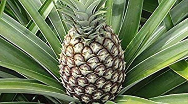 Cabezona Pineapple
