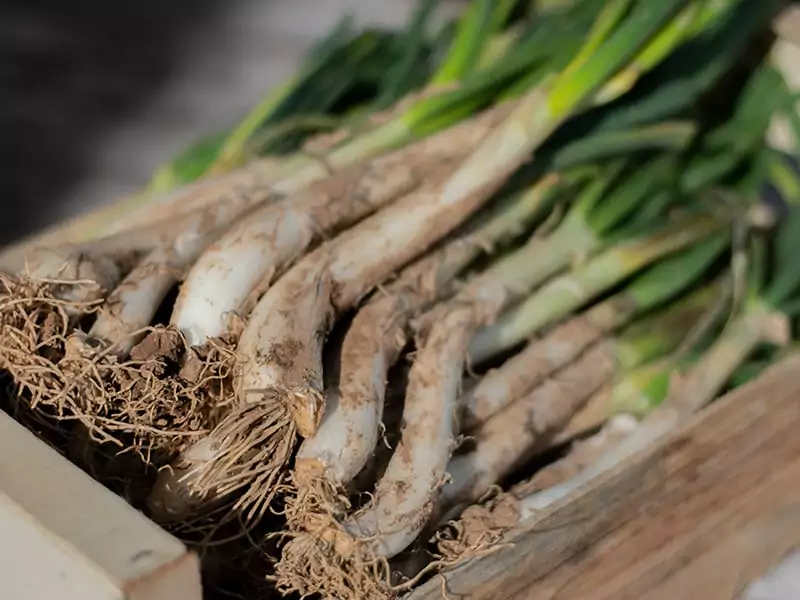 Calçot Onions