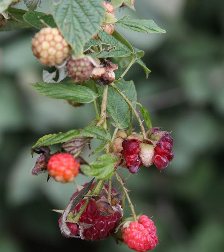 21 Types of Raspberries to Discover and Savor in 2024