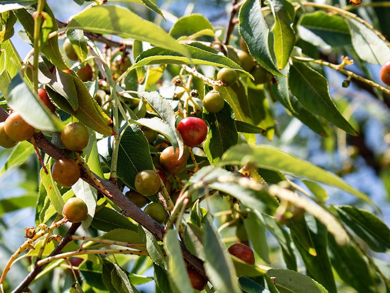 Capulin Fruits