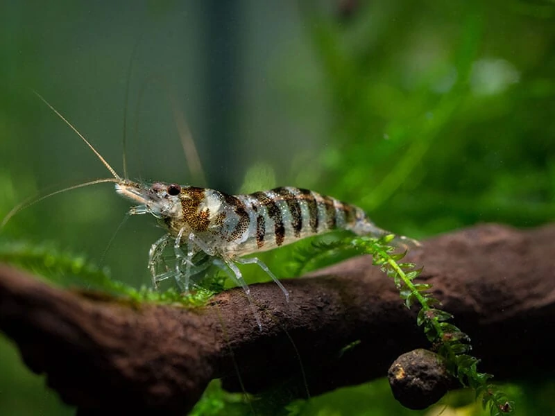 Caridina Babaulti Shrimp