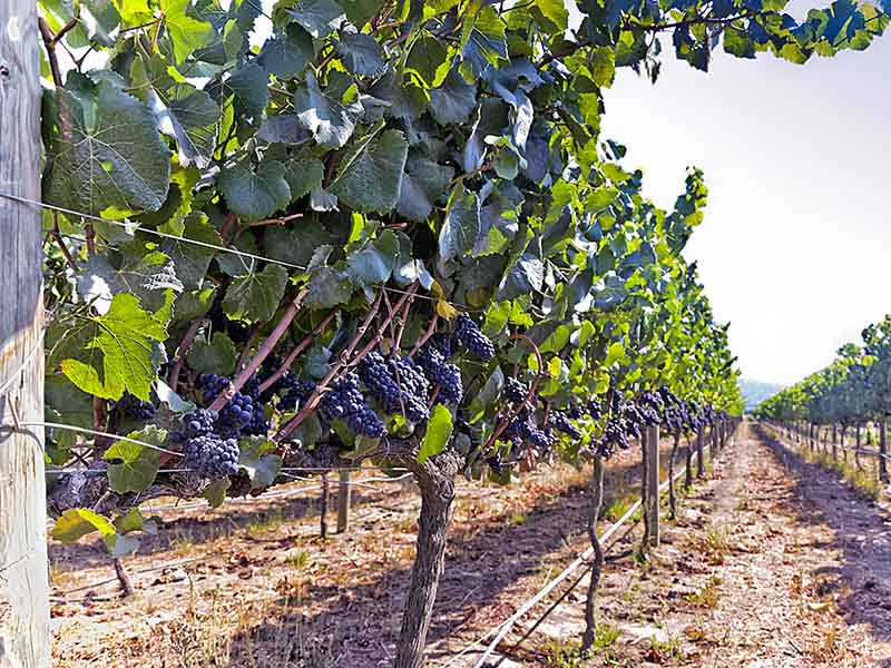 Carmenere Grapes