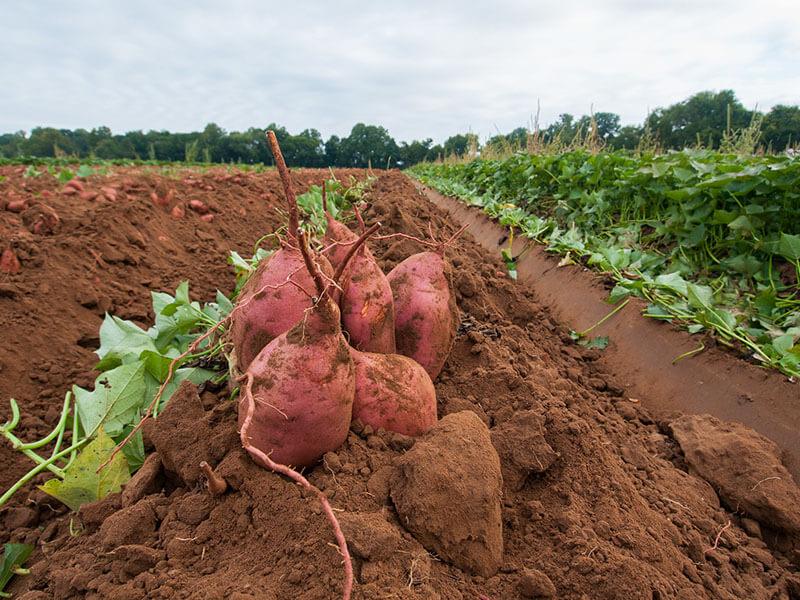 Carolina Sweet Potatoes