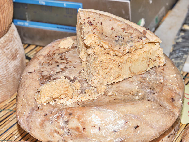 Casu Marzu Cheese