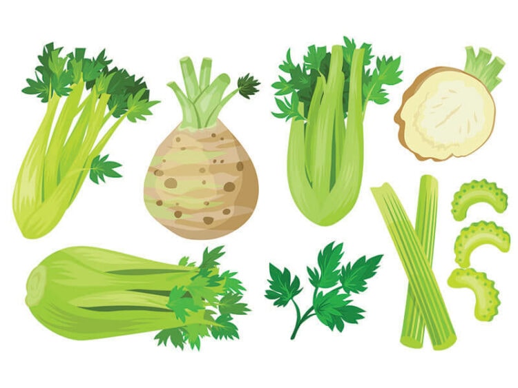 15 Celery Varieties Detailed Guide to Explore in 2024
